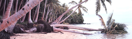 Image of Beach Erosion